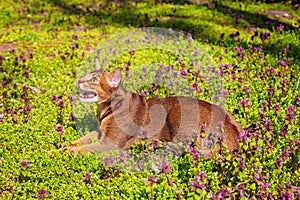 Abyssinian cat sitting in the grass with flowers in the sun