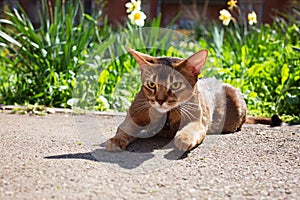 Abyssinian cat sitting in the grass with flowers in the sun