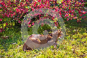 Abyssinian cat sitting in the grass with flowers in the sun