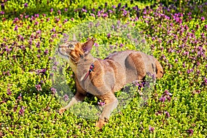 Abyssinian cat sitting in the grass with flowers in the sun