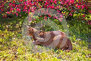 Abyssinian cat sitting in the grass with flowers in the sun