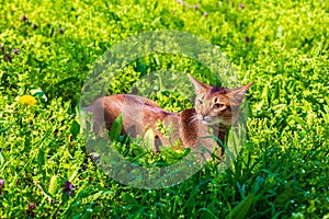 Abyssinian cat sitting in the grass with flowers in the sun