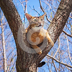 Abyssinian cat sitting on a tree log in the sun