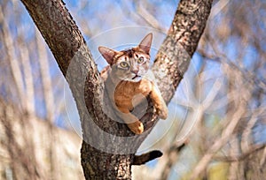 Abyssinian cat sitting on a tree log in the sun