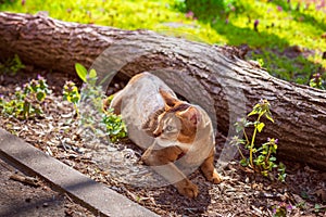 Abyssinian cat sitting on a tree log in the sun