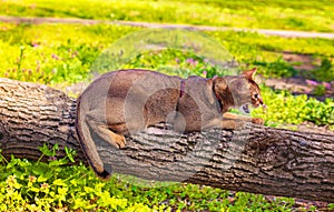 Abyssinian cat sitting on a tree log in the sun