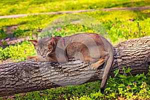 Abyssinian cat sitting on a tree log in the sun