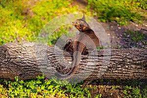 Abyssinian cat sitting on a tree log in the sun