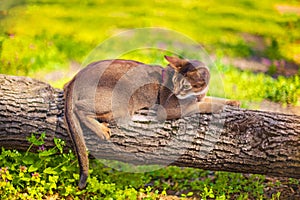 Abyssinian cat sitting on a tree log in the sun