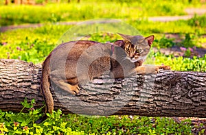 Abyssinian cat sitting on a tree log in the sun