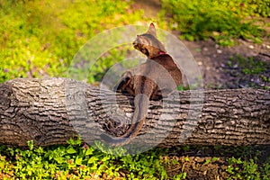 Abyssinian cat sitting on a tree log in the sun