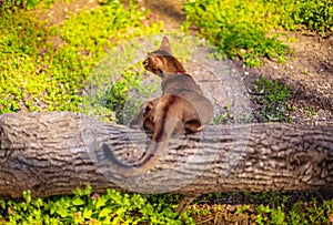 Abyssinian cat sitting on a tree log in the sun