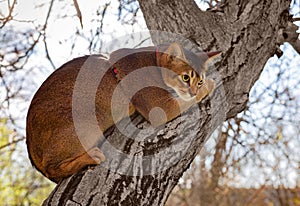 Abyssinian cat sitting on a tree in the sun