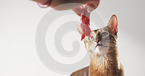 Abyssinian cat sniff beef meat