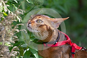 Abyssinian cat sniffs the greens. Red and brown color, close-up portrait, muzzle against a background of green grass.