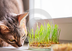 The Abyssinian cat sniffs something on the windowsill next to grass for the stomach health of pets. Conceptual photo of pet care