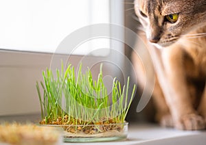 Abyssinian cat sniffs something on the windowsill next to grass for the stomach health of pets. Conceptual photo of pet care and