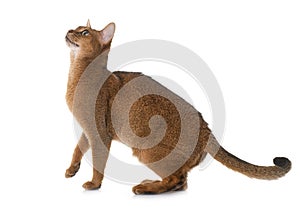 Abyssinian cat in studio