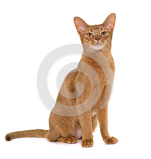 Abyssinian cat in studio