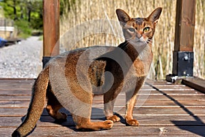 Abyssinian cat