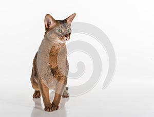 Abyssinian cat is suprised, on white background