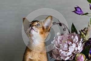 Abyssinian cat with a vase of flowers