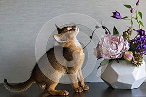 Abyssinian cat with a vase of flowers