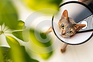 Abyssinian cat wearing an e-collar and cone of shame curiously attempts to eat a leaf from a houseplant. Preventive care indoors