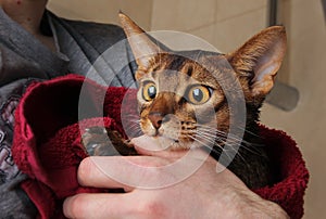 Abyssinian cat wet in red towel in master's hands