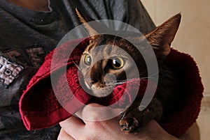 Abyssinian cat wet in red towel in master's hands