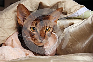 Abyssinian cat wet in towel lying in bed