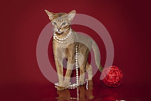 Abyssinian cat in white beads plays with a ball on a red background...