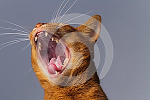 Abyssinian cat yawning / roaring