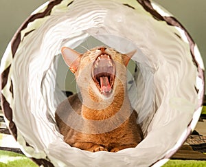 Abyssinian cat yawns. Close up portrait of blue abyssinian female cat, sitting on white background.