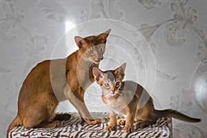 Abyssinian cats, mother and kitten, play