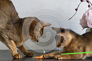 Abyssinian cats, mother and kitten, play photo