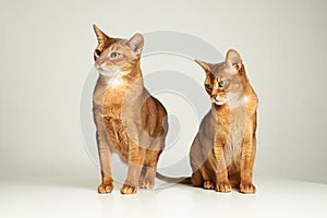 Abyssinian cats play on table with white background