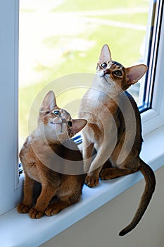 Abyssinian cats play at the window in the house