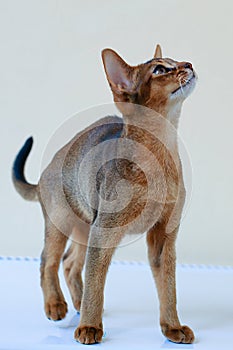 Abyssinian cats play at the window in the house