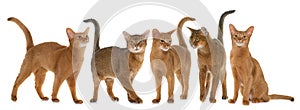 Abyssinian cats in studio
