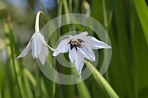 Abyssinian gladiolus