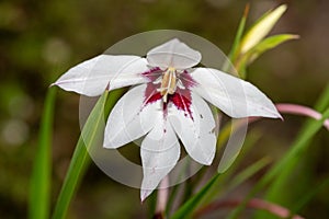 Abyssinian gladiolus (gladiolus murielae) flower