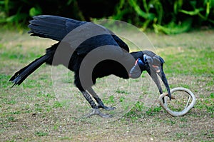 Abyssinian Ground Hornbill