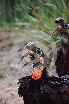 Abyssinian ground hornbill, Bucorvus abyssinicus, bird