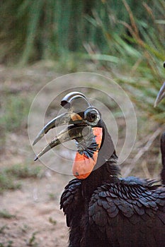 Abyssinian ground hornbill, Bucorvus abyssinicus, bird