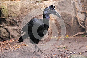 Abyssinian ground hornbill photo