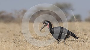 Abyssinian Ground-hornbill Walking Left