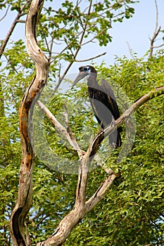 Abyssinian ground or northern ground hornbill in Senegal