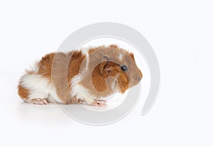 Abyssinian Guinea Pig (Cavia porcellus)