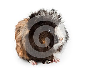 Abyssinian guinea pig, Cavia porcellus photo